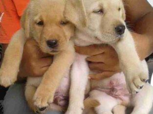 Labrador Puppies For Sale