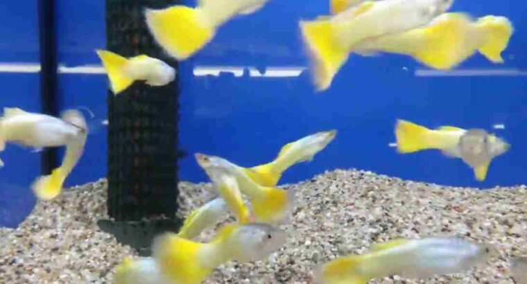Guppy Fishes For Sale