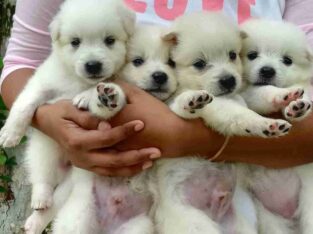 Japanese Spritz Puppies For Sale