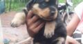 Rotweiler Puppies For Sale