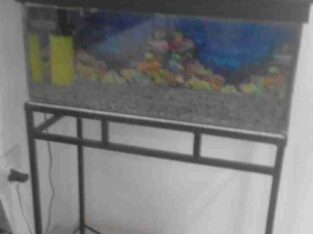 Fish Tank With Free Gold Fish