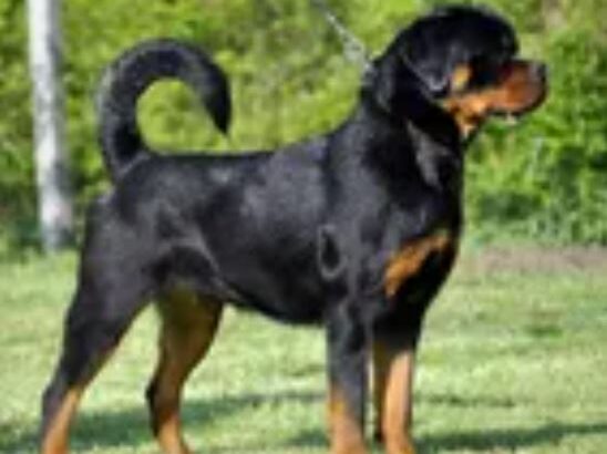 Imported Rottweiler For Crossing (STUD)