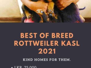 Rottweiler Puppies For Sale ( KASL Registered )