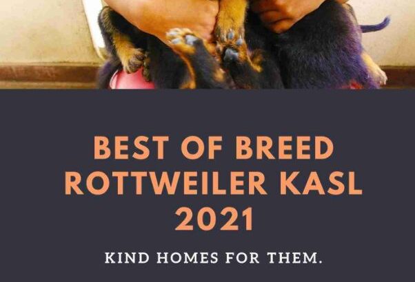 Rottweiler Puppies For Sale ( KASL Registered )