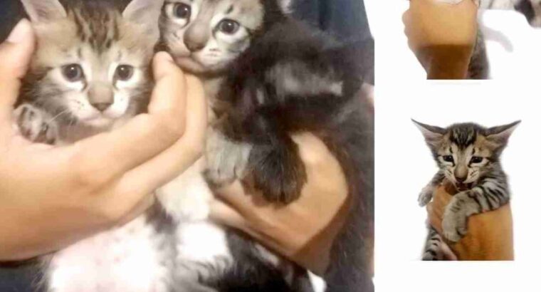 Kittens For Adoptions