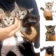 Kittens For Adoptions