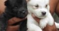 Japanese Spitz Puppy For Sale