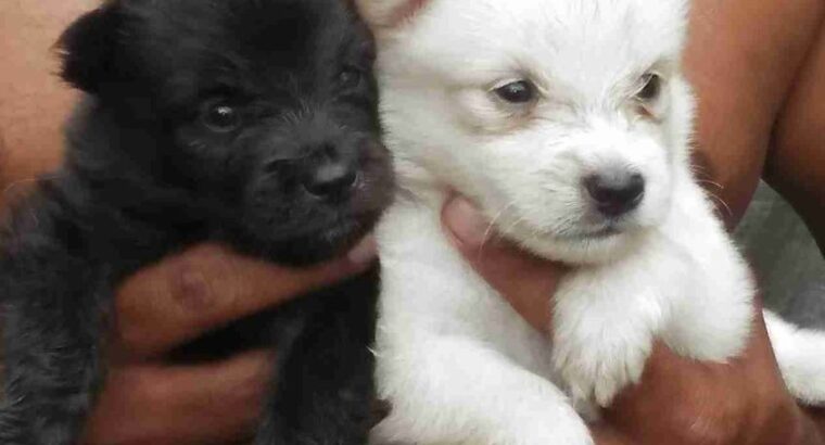 Japanese Spitz Puppy For Sale