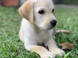 Labrador Retriever Puppy For Sale (Male)