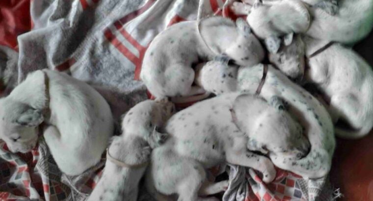 Dalmation Puppies For Sale