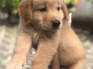 Golden Retriver Puppy For Sale