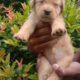 Labrador Puppy For Sale