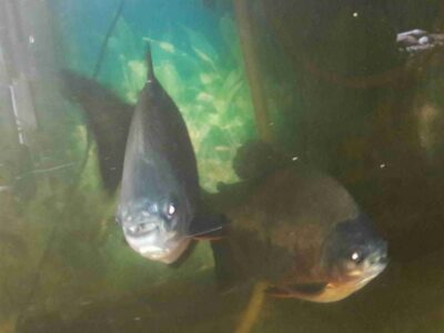 Pacu Fish For Sale