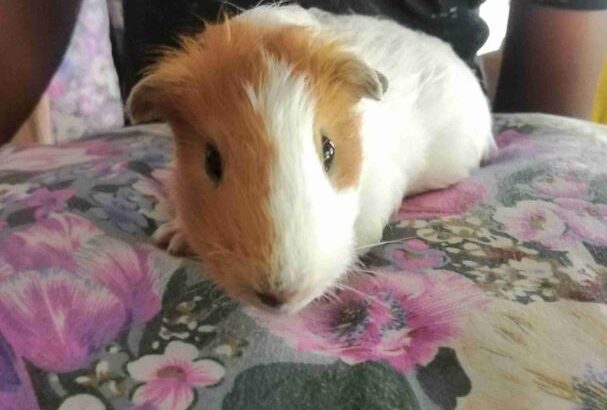 American Guinea Pig For Sale