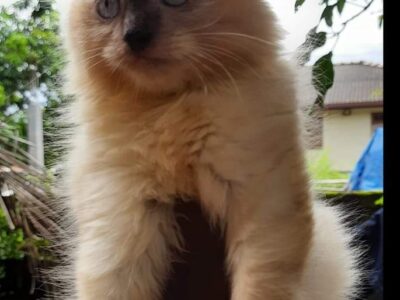 Persian cat for immediate sale