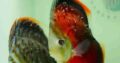 Discus Baby Fishes For Sale