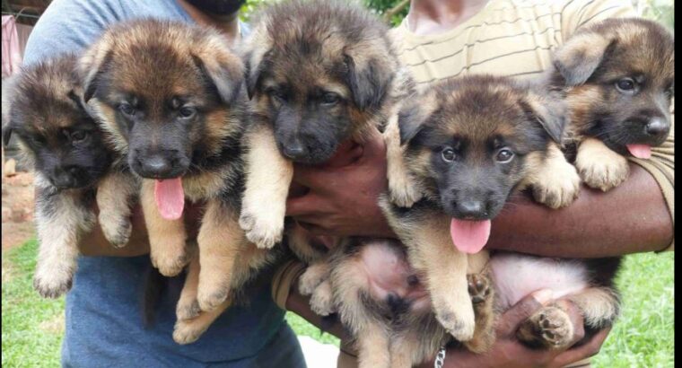 German Shepherd Puppies For Sale (CKC)