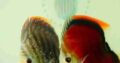 Discus Baby Fishes For Sale