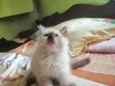 Himalayan male kittens available