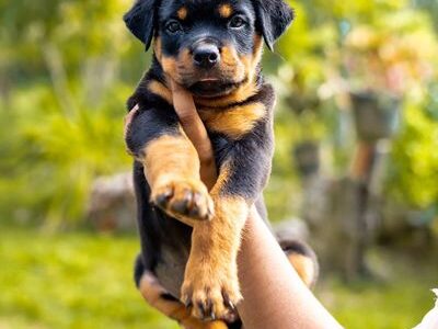 Rotweiler puppy available