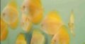Yellow Melon Discus Fish For Sale