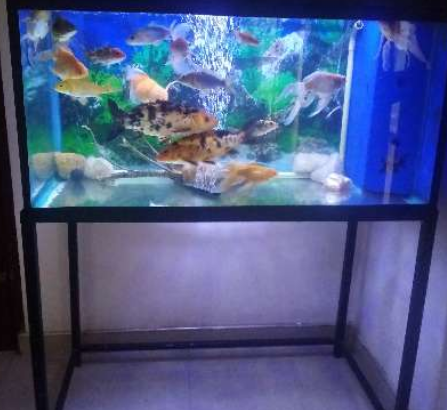 Fish With Tank For Sale