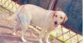 Labrador Female Dog & Male Dog For Sale