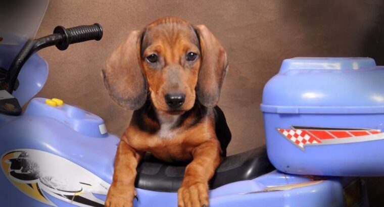Pure Breed Dachshund Puppies
