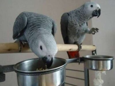 Young Tame Talking African Grey Parrot
