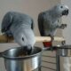 Young Tame Talking African Grey Parrot