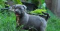 American Pit Bull Puppy For Sale