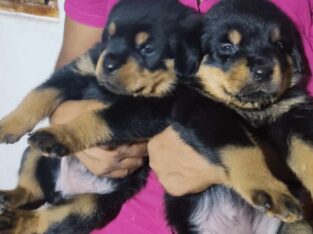 Rottweiler Puppy Imported Blood Line