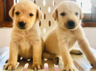 Labrador Puppies For Sale.