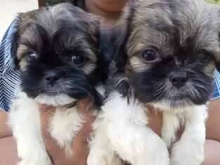 Shihtzu Male Puppies For Sale