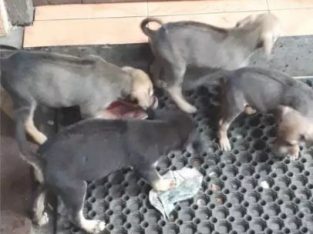 Richback Puppies For Sale