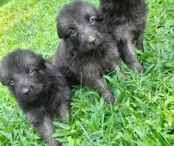 Lion German Shepard Puppies For Sale