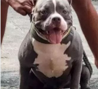 American Bully Female Puppies For Sale