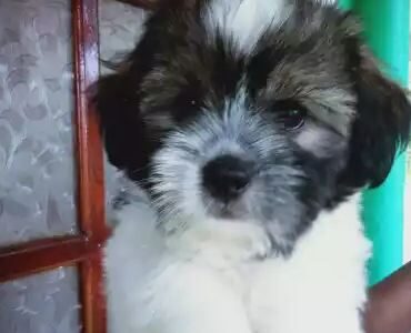 Shitzzu Puppy For Sale