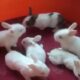 8 Rabbits With Cage For Sale