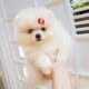 Pomeranian puppies available for sale