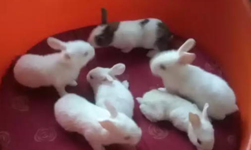 8 Rabbits With Cage For Sale