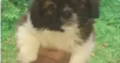 Shih-tzu Puppy For Sale
