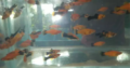 Swordtail Fishes For Sale
