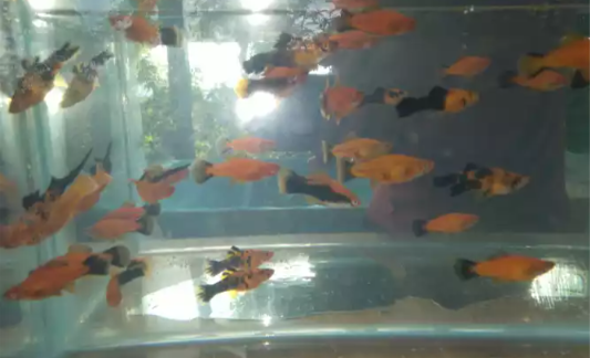 Swordtail Fishes For Sale