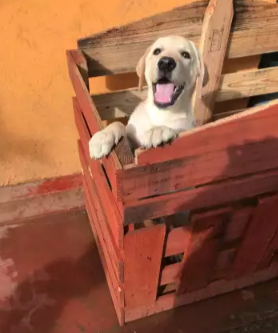 Labrador Puppies For Sale (Female)