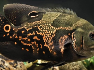 Oscar fish for sale