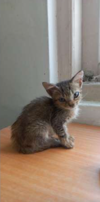 Kitten For Kind Home
