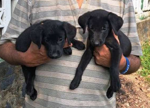 Labrador Pups for sale