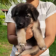 Germen Shepherd Puppy For Sale
