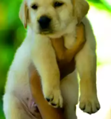 Labrador Puppies For Sale